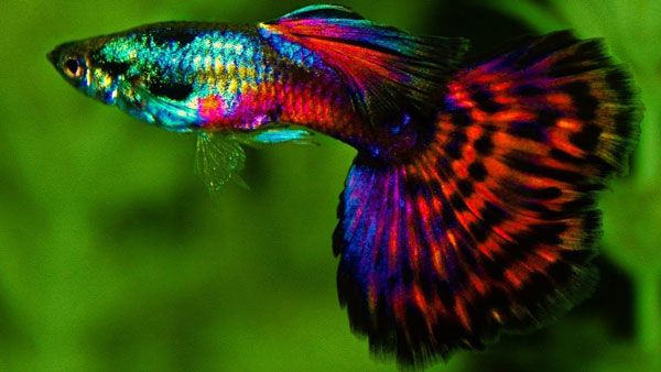 9 loại cá tốt nhất cho người mới bắt đầu.