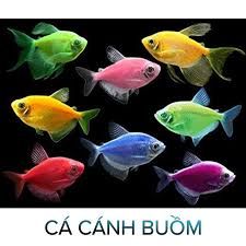 Cá cánh buồm có cần OXY không